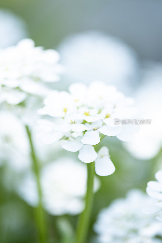 Spring Candytuft的微距照片